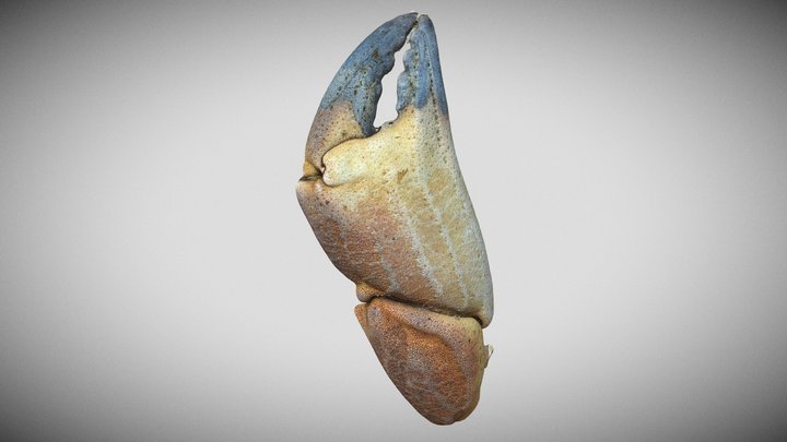 Edible Crab ( cancer pagurus) Claw 3D Model