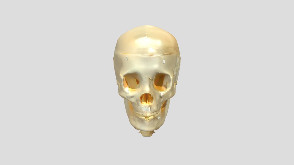 Human skull anatomy model