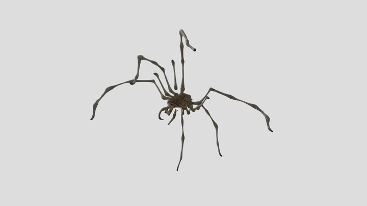 Spider_Skeleton__0210150606_texture_fbx 3D Model