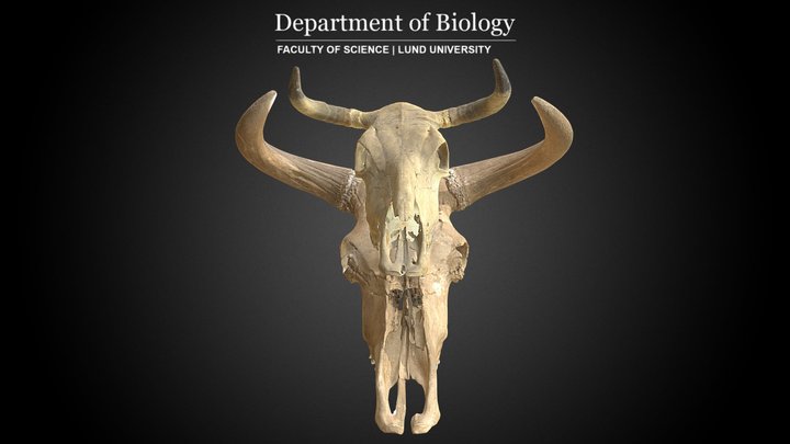 Aurochs vs. Cattle - Cranium Comparison 3D Model