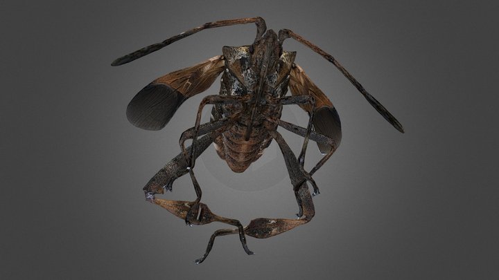 Leptoglossus occidentalis – Free 3D Model STL