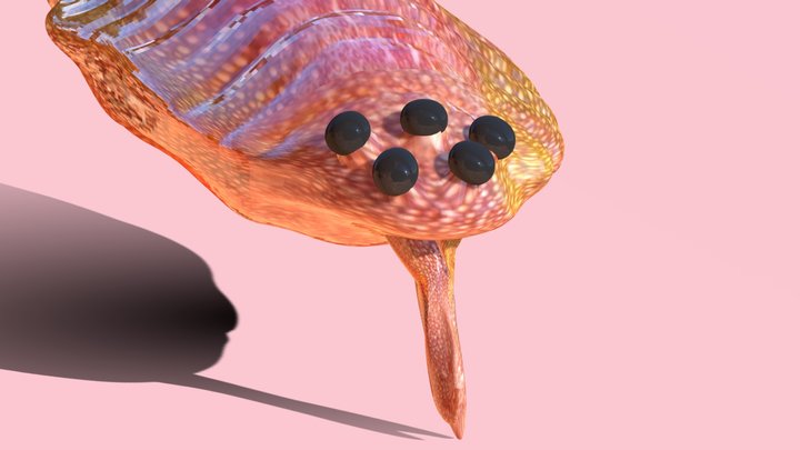 Opabinia (Downloadable) 3D Model