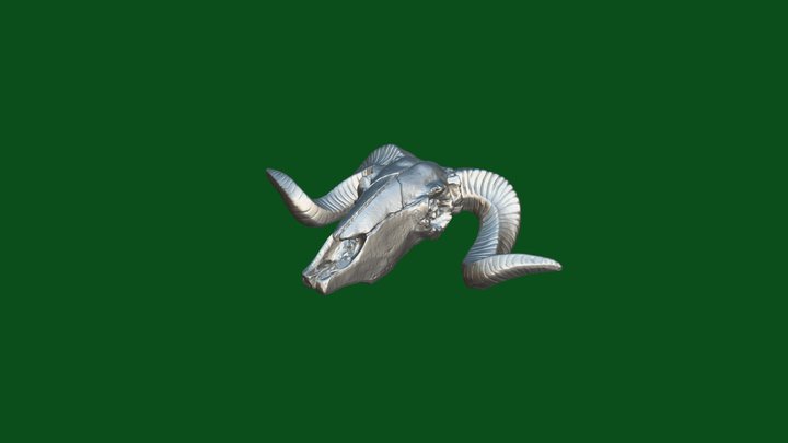 Sheep skull – Modello 3D gratuito STL