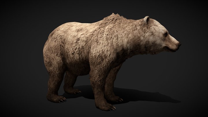Bear – Wild Mesh (No Rig / No Animations) 3D Model