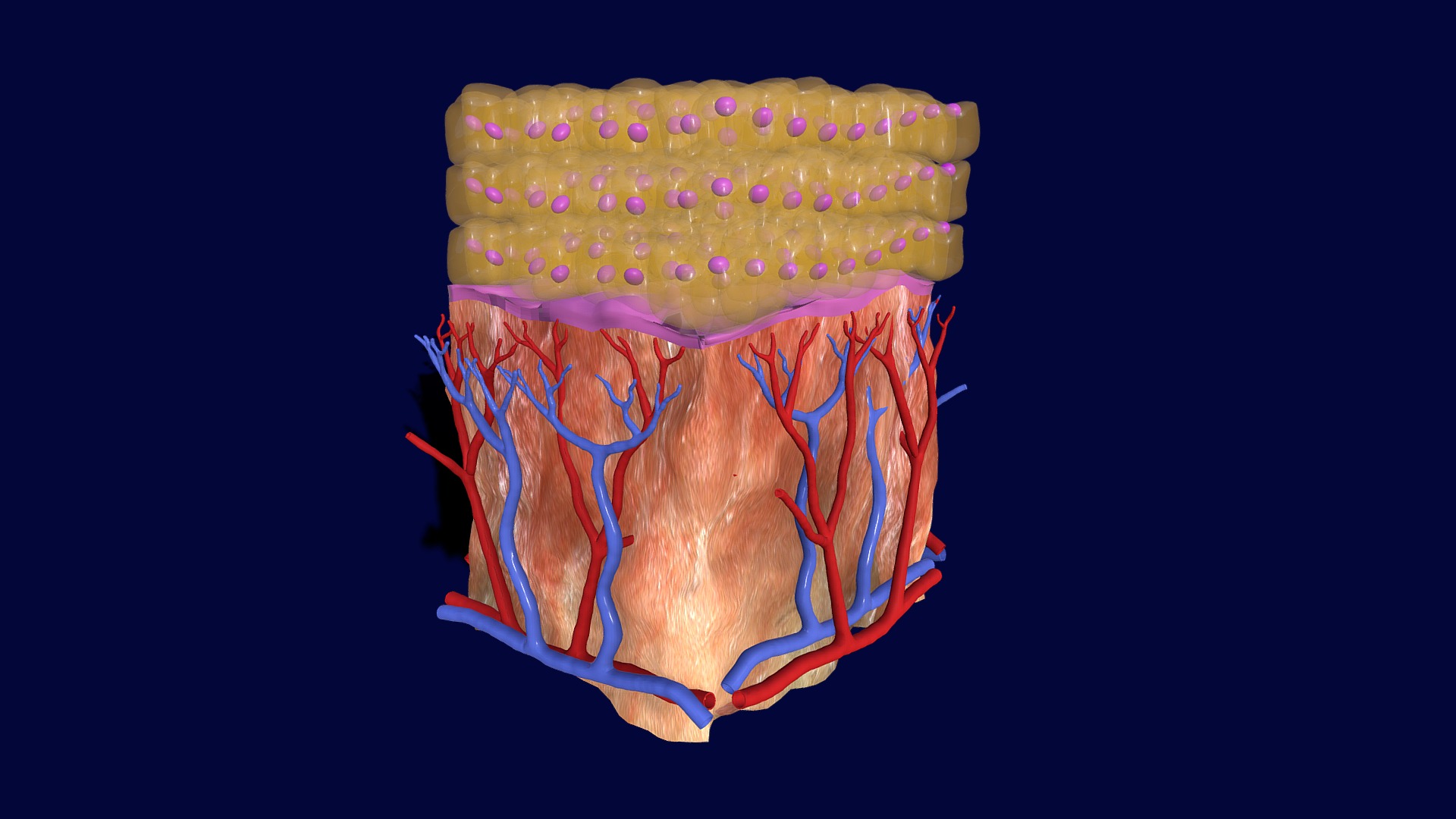 3D model Cuboidal Epithelium Multilayered - This is a 3D model of the Cuboidal Epithelium Multilayered. The 3D model is about a colorful mask with lights.
