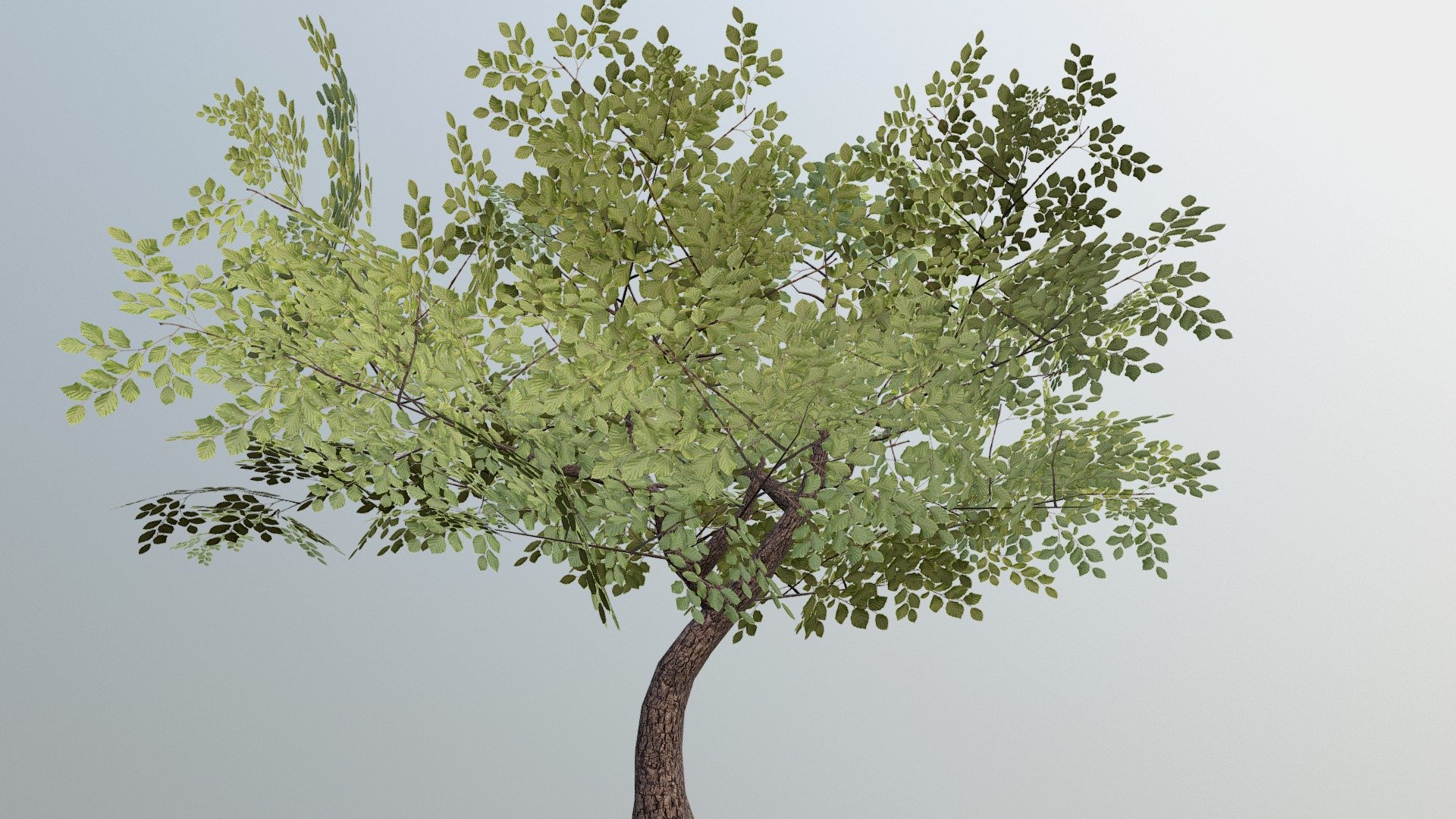 Deciduous Tree 01 - 3D model by Omnipotent [44a52e7] - Sketchfab