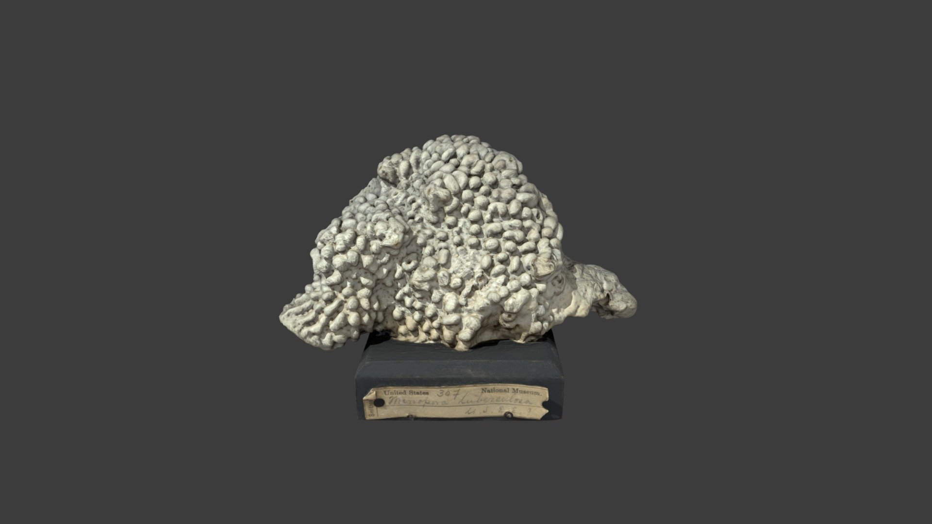 Montipora danae