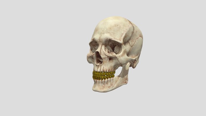 Skull 3D Model
