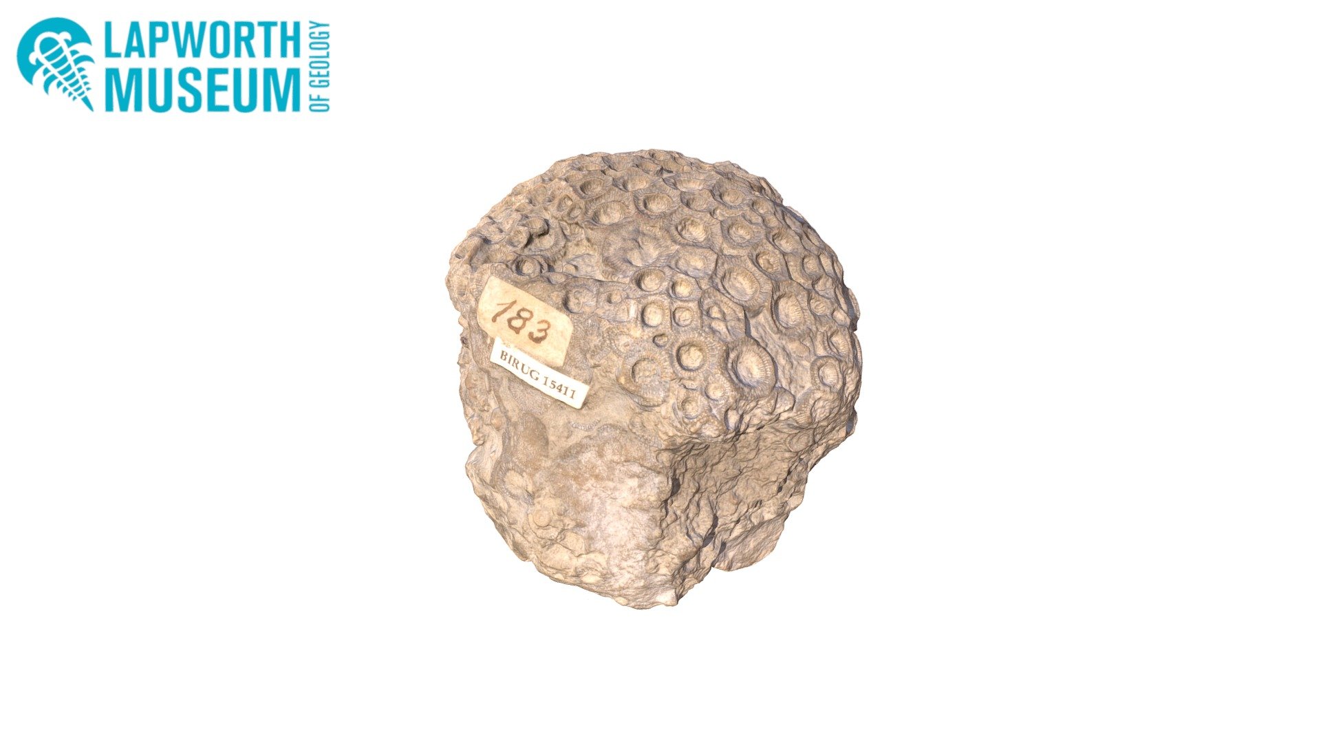Silurian coral Acervularia sp. BIRUG 15411