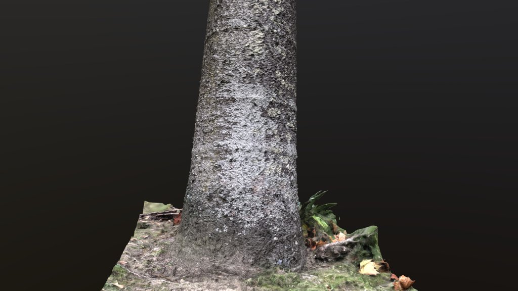 Araucaria Columnaris (Coral Araucaria/Cook Pine)