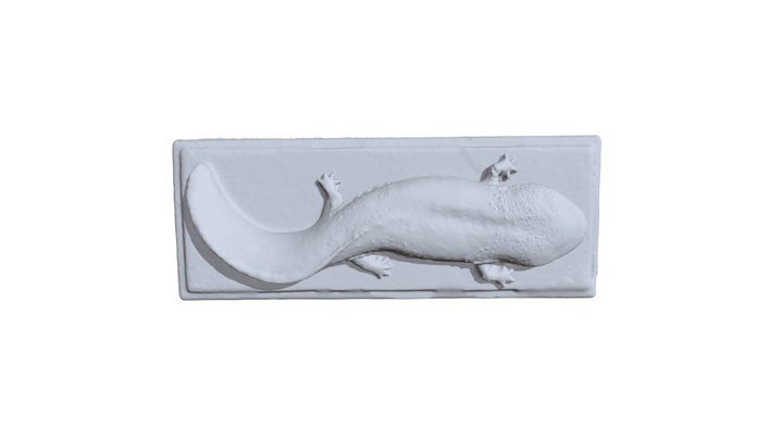 Salamander サンショウウオ 3D Model