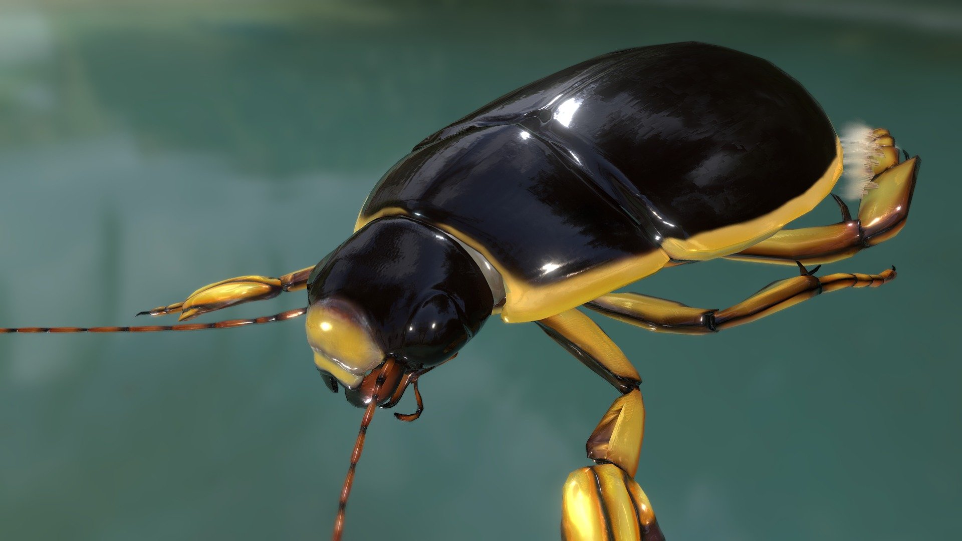 Diving beetle — Sketchfab embed 3D viewer