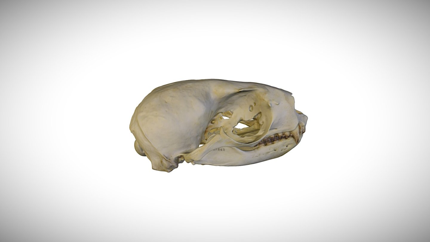 Northern fur seal / CAS:MAM:21243