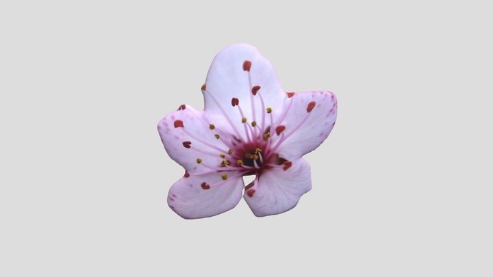 Sakura 3D Model