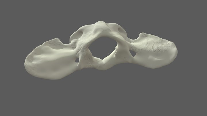 Canine - Atlas - C1 Vertebrae 3D Model