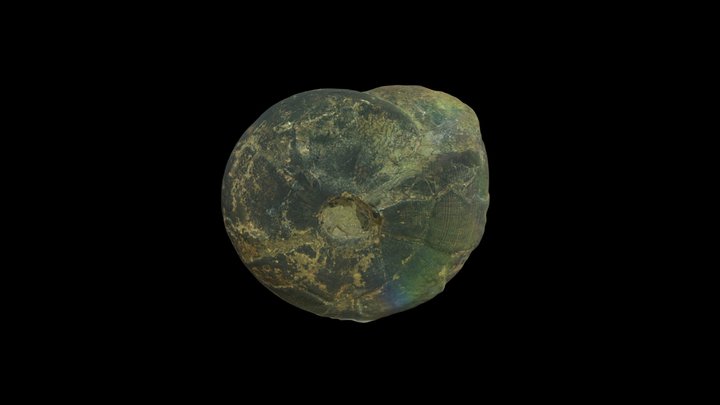 Dombarites granofalcatus carboniferous ammonite – Free 3D Model STL