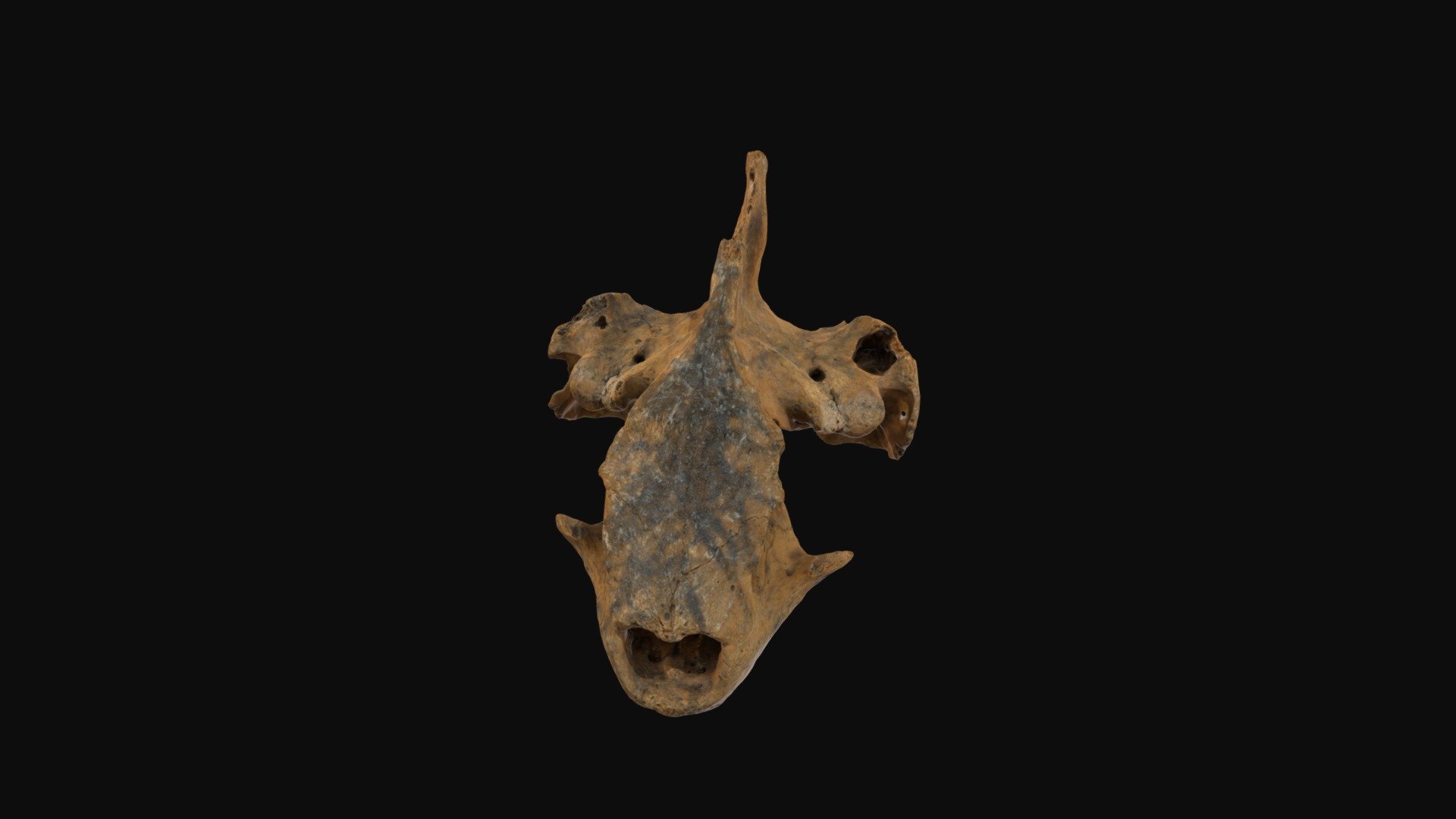 Cylindraspis_indica_PCHP_3845 3D model by Nathanael (nathanaelstanek