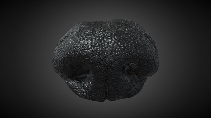 Polygonal pattern of folds - dog nose 3D Model