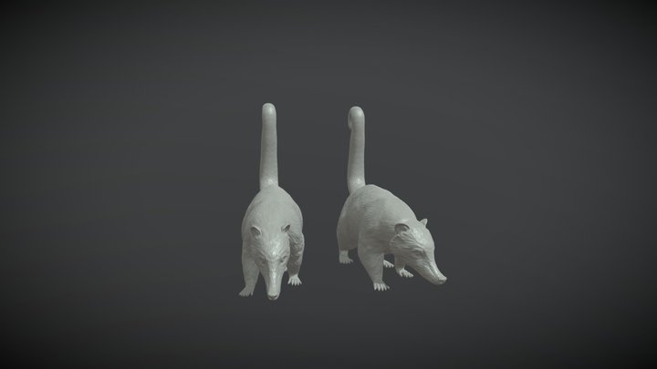 Ejercicio de cabeza de Coati 3D Model