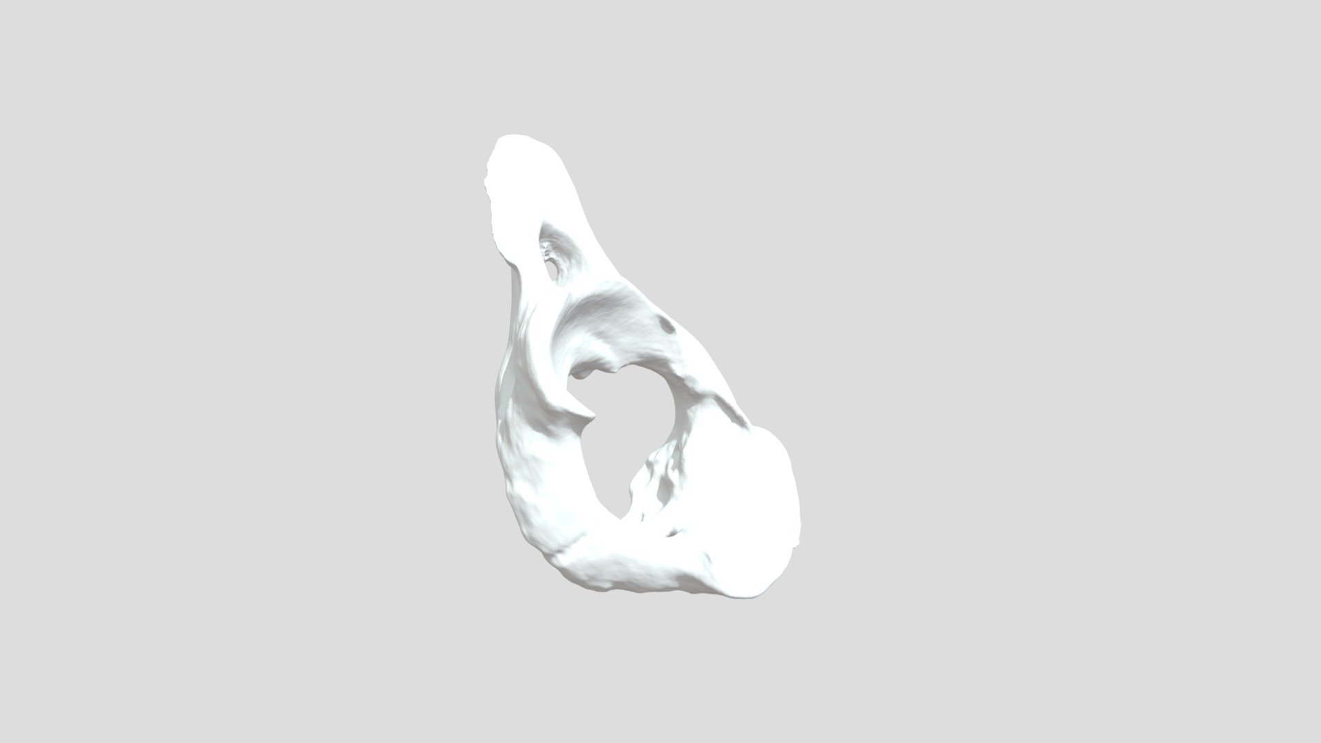 Vertebra Atlas (Otaria flavescens) - 3D model by Proyecto Fondedoc ...