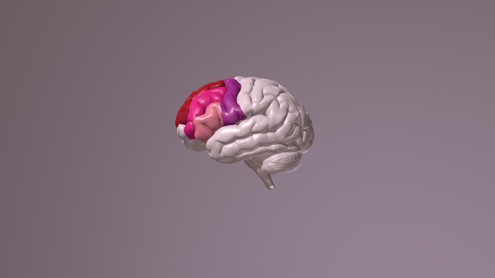 Frontal gyri of human brain 3D Model