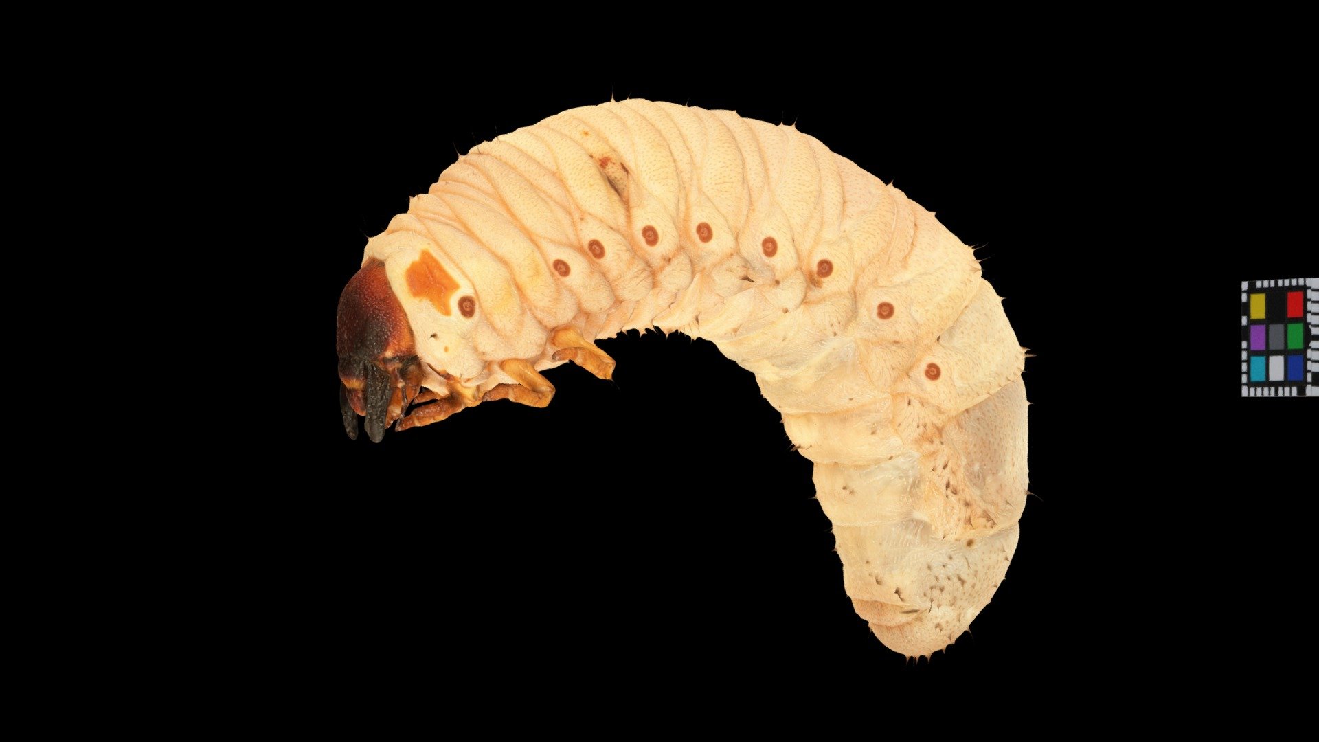 CC0 \u30ab\u30d6\u30c8\u30e0\u30b7\u5e7c\u866b Japanese Rhinoceros Beetle, Larvae - Download Free 3D model by ffish.asia \/ floraZia ...