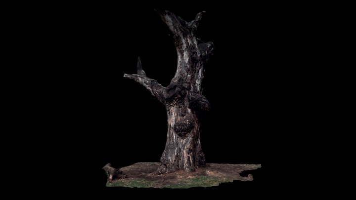 Eucalyptus Camaldulensis | River Red Gum 3D Model