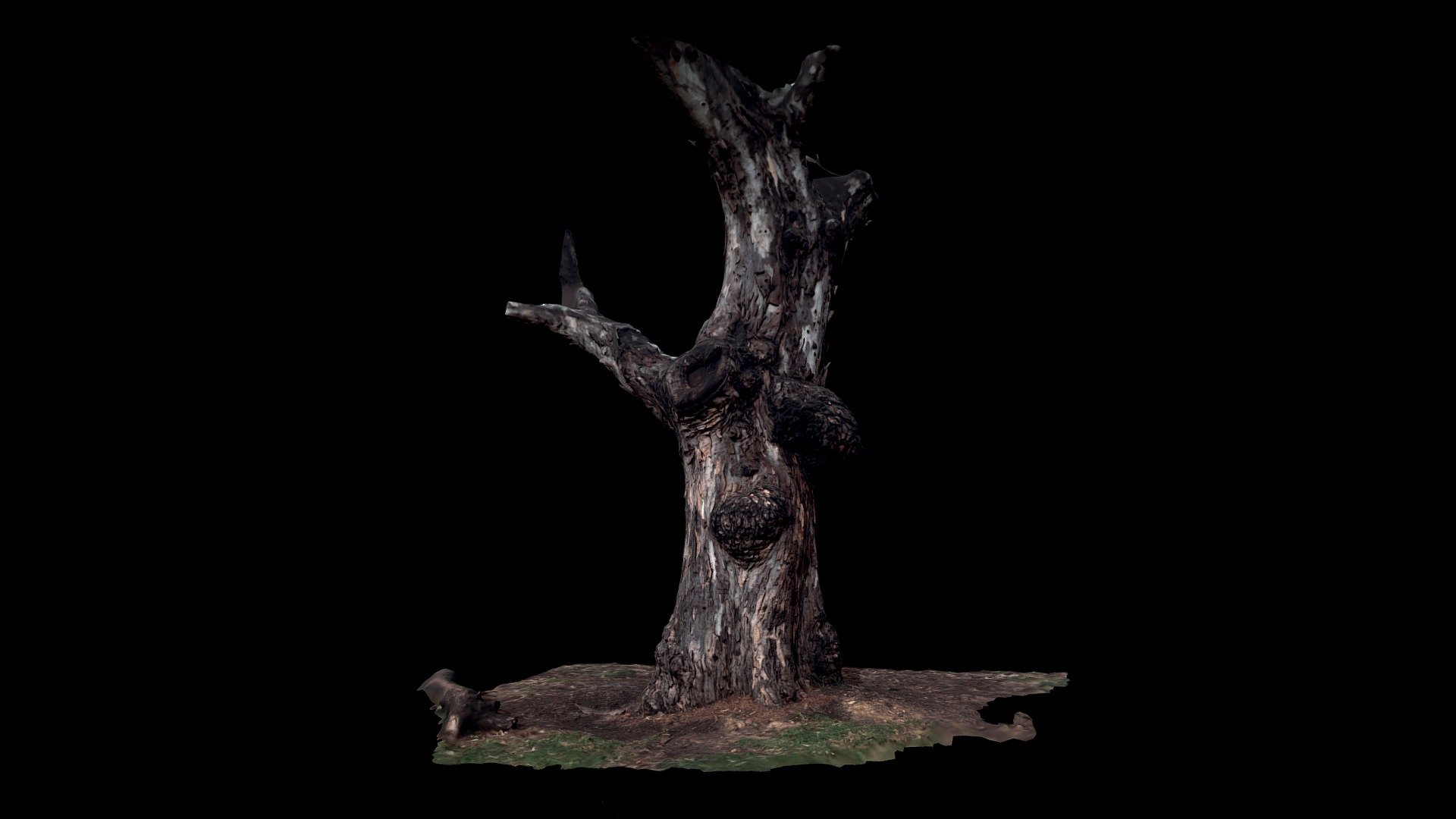 Eucalyptus Camaldulensis | River Red Gum