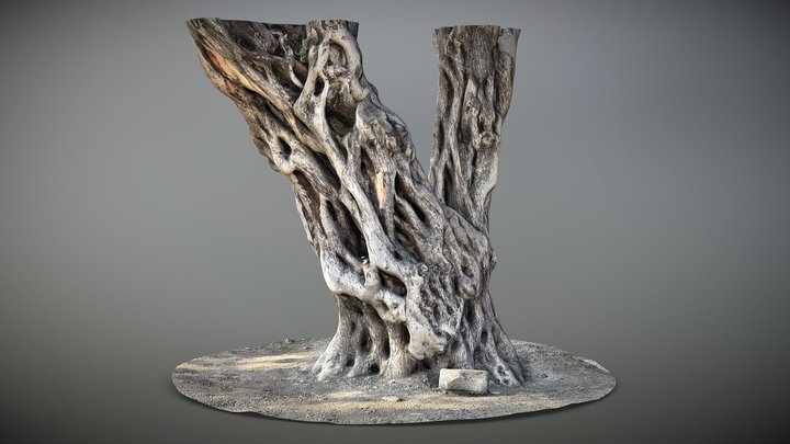 Old Olive Tree Trunk - Limassol Medieval Museum – Free 3D Model STL