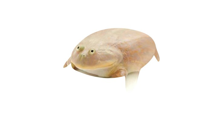 Wednesday Frog 3D Model