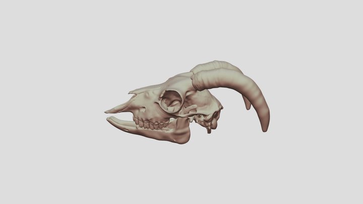 GoatSkull 3D Model