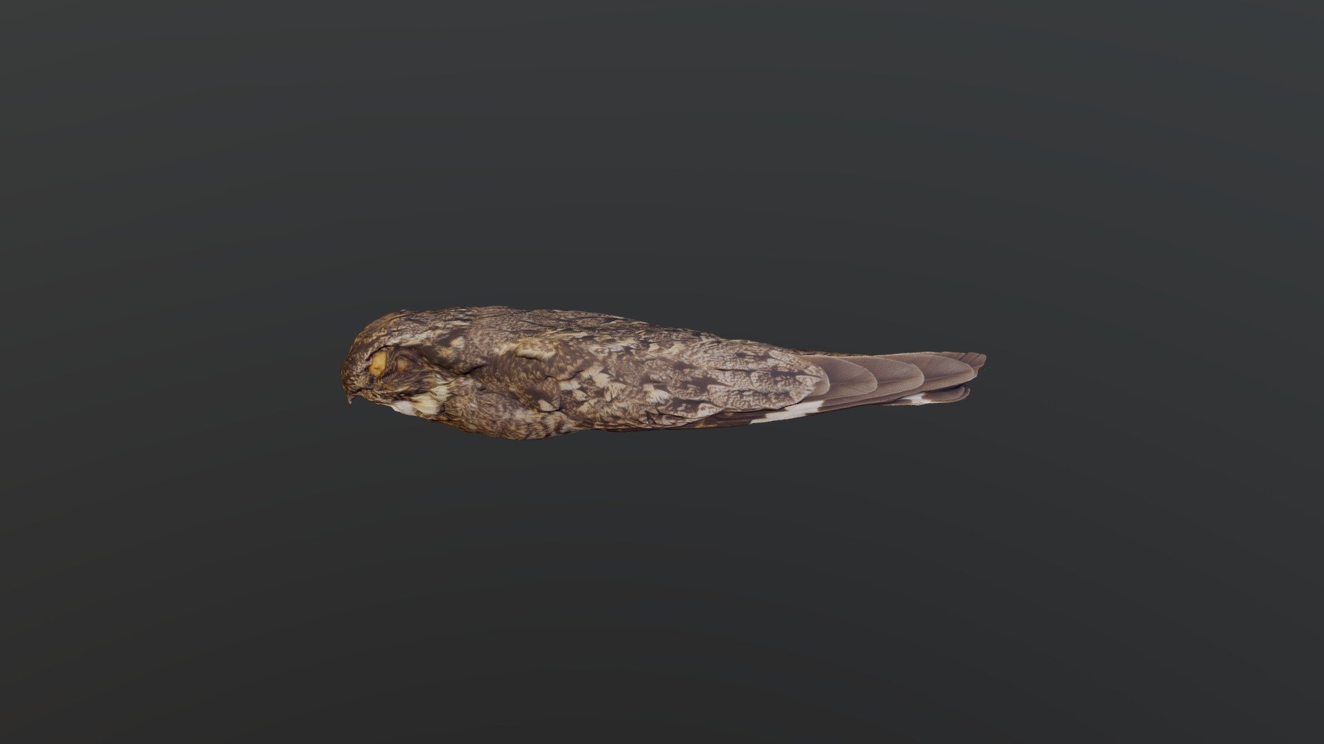 Lesser Nighthawk - Chordeiles acutipennis