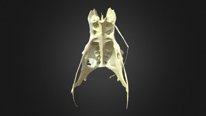 Corvus corax , pelvis 3D Model