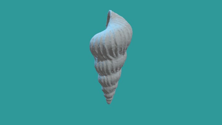 Spiral Shell (Turtle Island/Canada) 3D Model