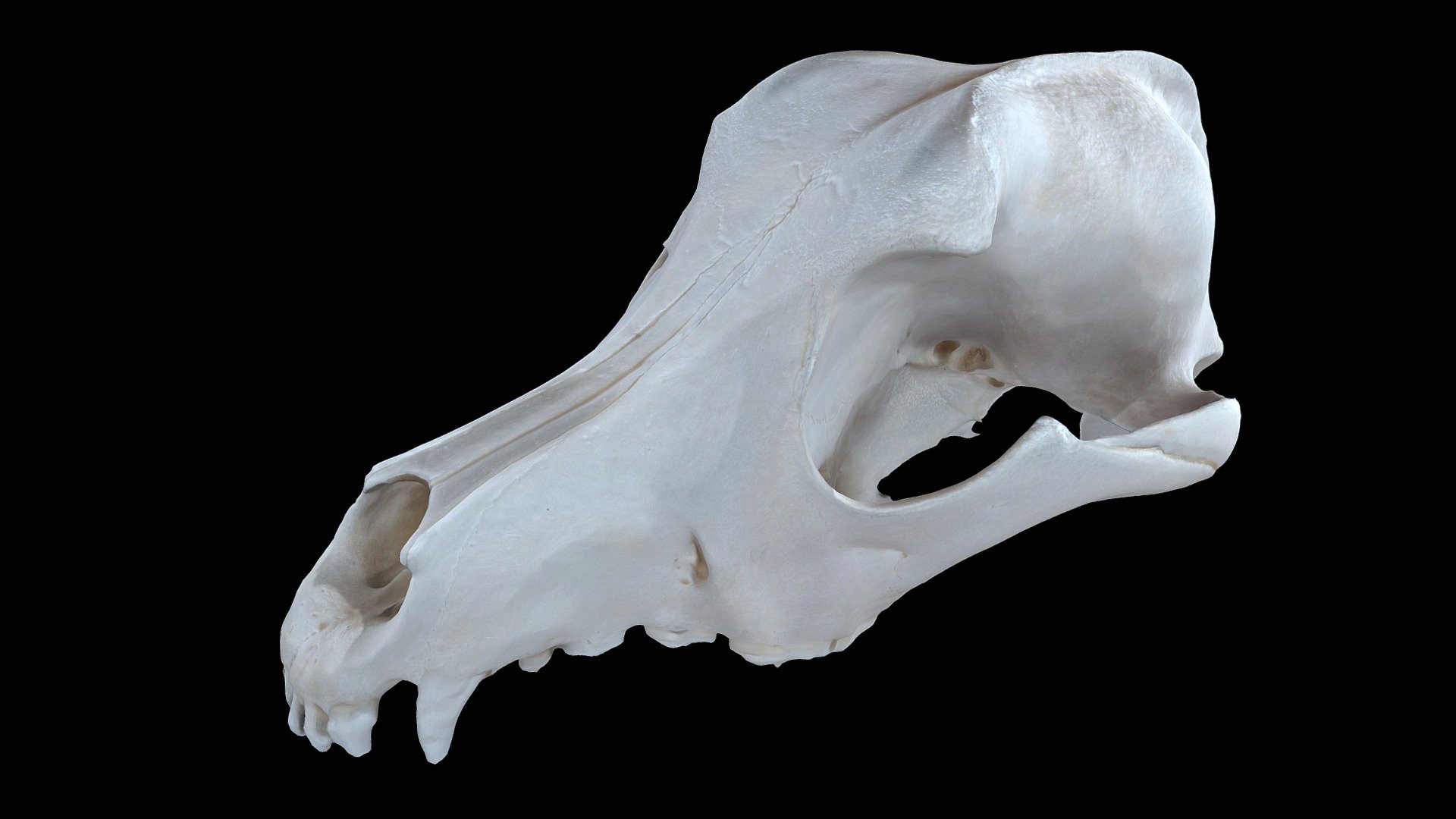 Dog Skull test — Sketchfab embed 3D viewer