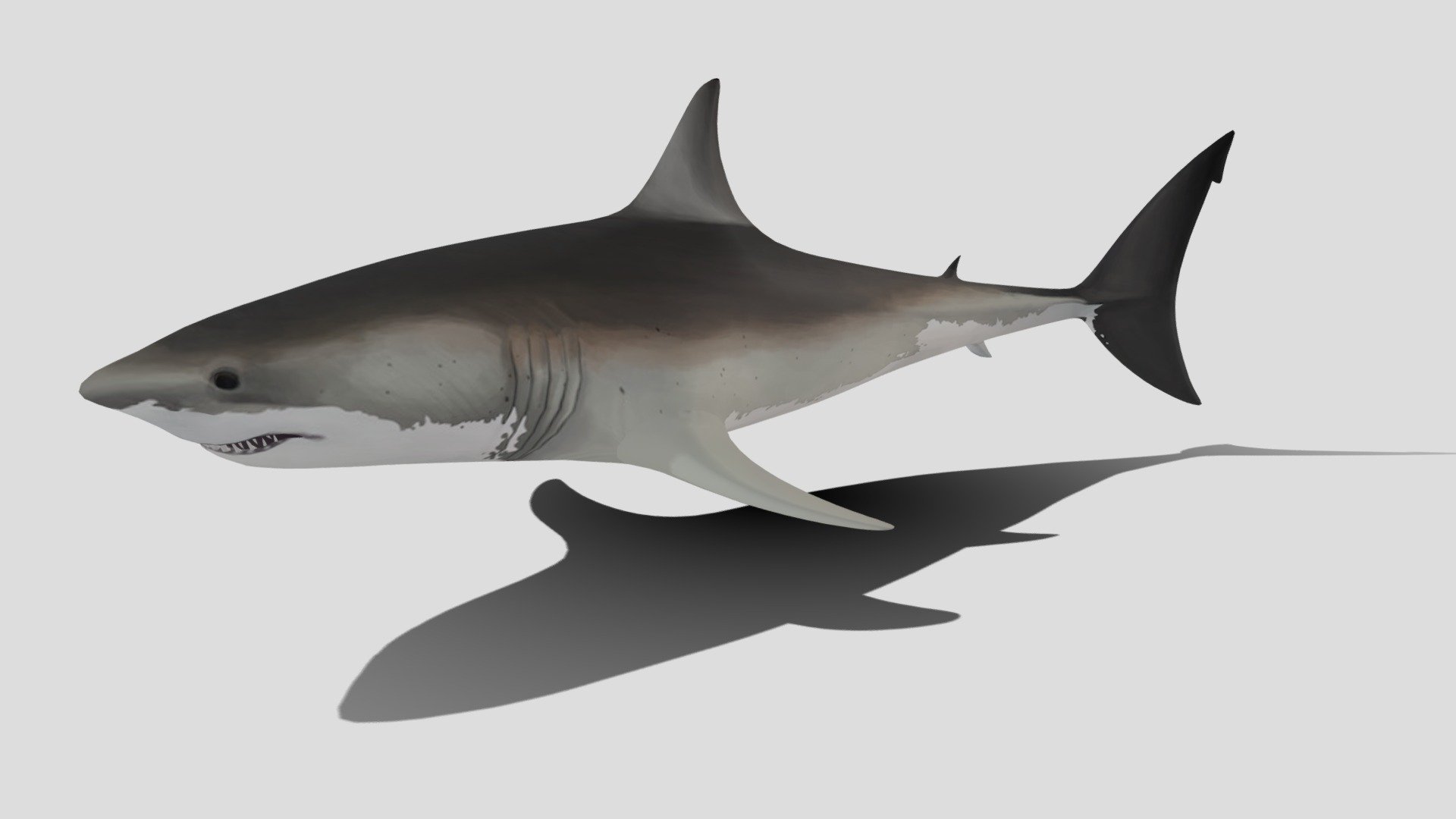 Animated Shark - 3D model by SloppyBob [44e9edf] - Sketchfab