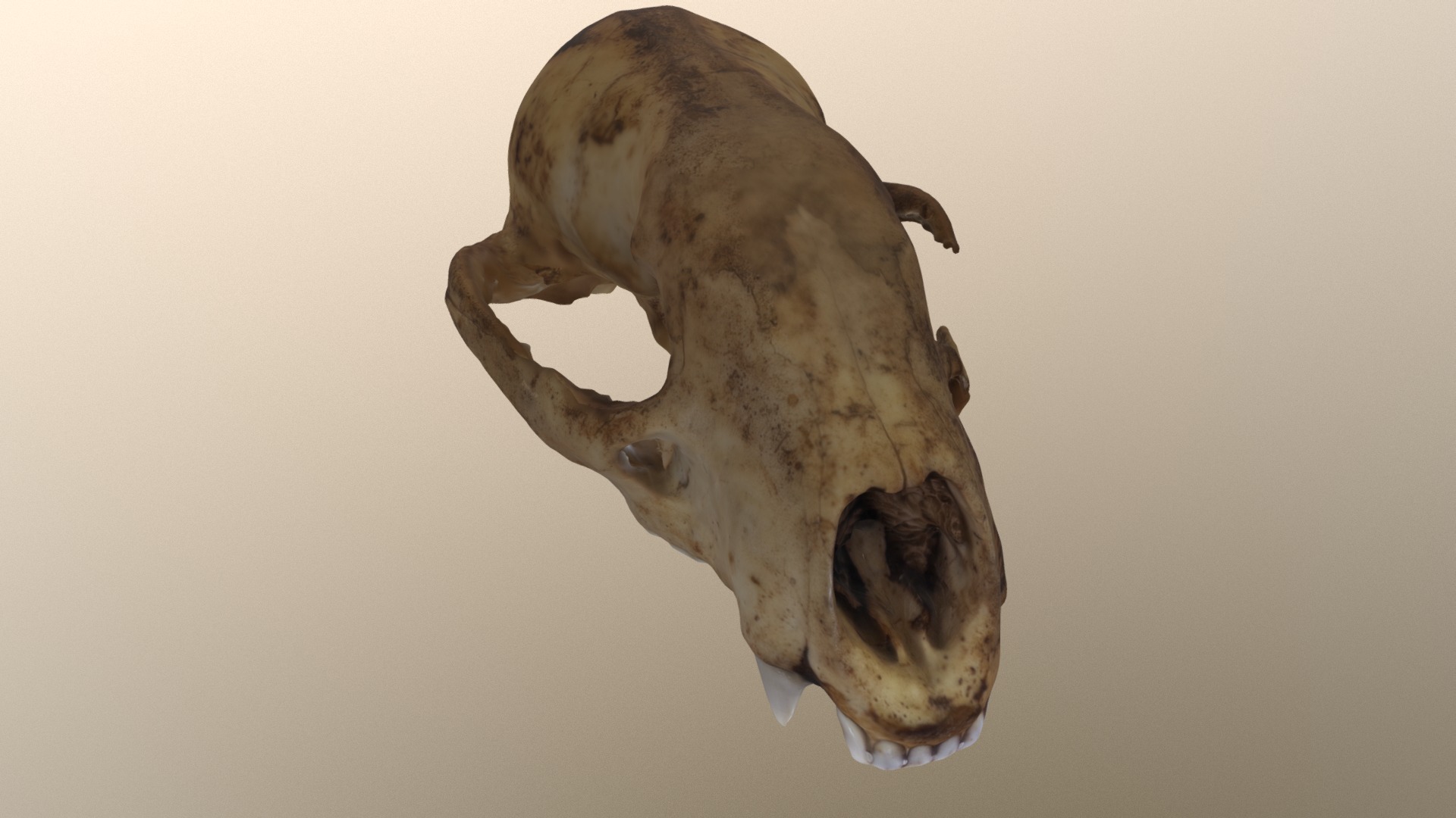 3D model Badger Skull - This is a 3D model of the Badger Skull. The 3D model is about a snail on a white background.