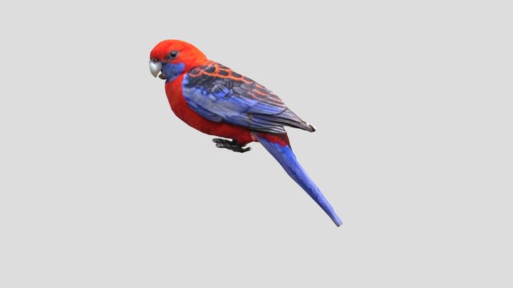 Crimson Rosella 3D Model