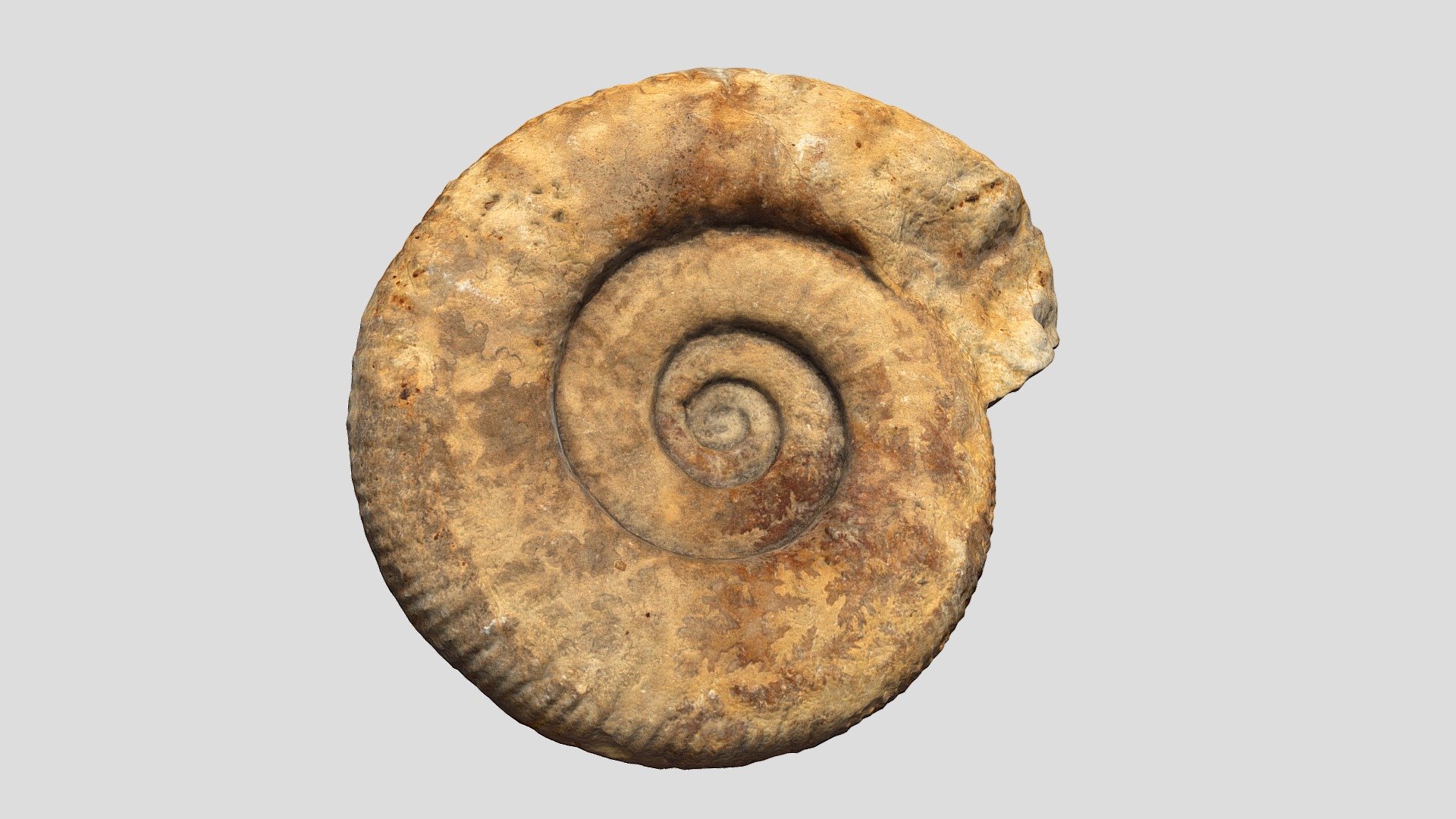 Ammonite: Dordogne FR