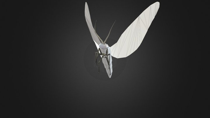 Moth Insect 3D Model