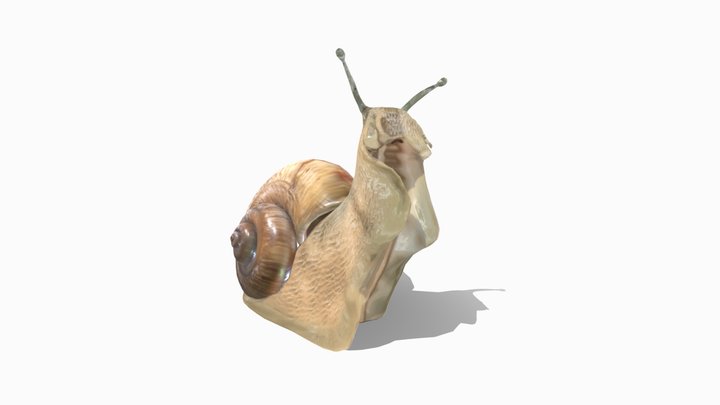 SNAIL ANIMATED 3D Model