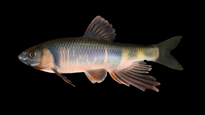 CC0 オイカワ 🐟 ♂ Pale Bleak, Zacco platypus