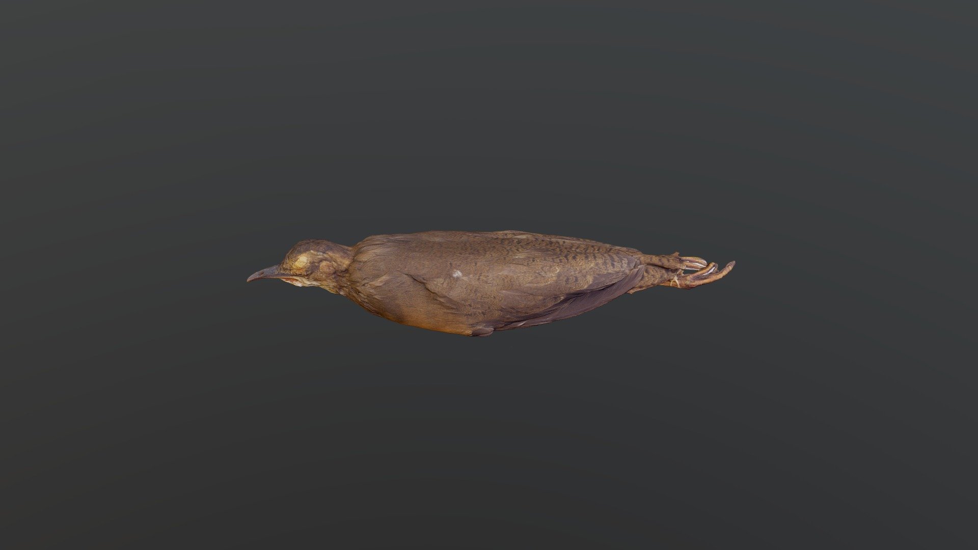 Thicket Tinamou - Crypturellus cinnamomeus