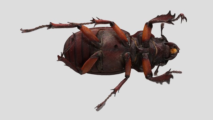 YPM ENT.633972 Stag beetle, Lucanus capreolus – Kostenloses 3D-Modell STL
