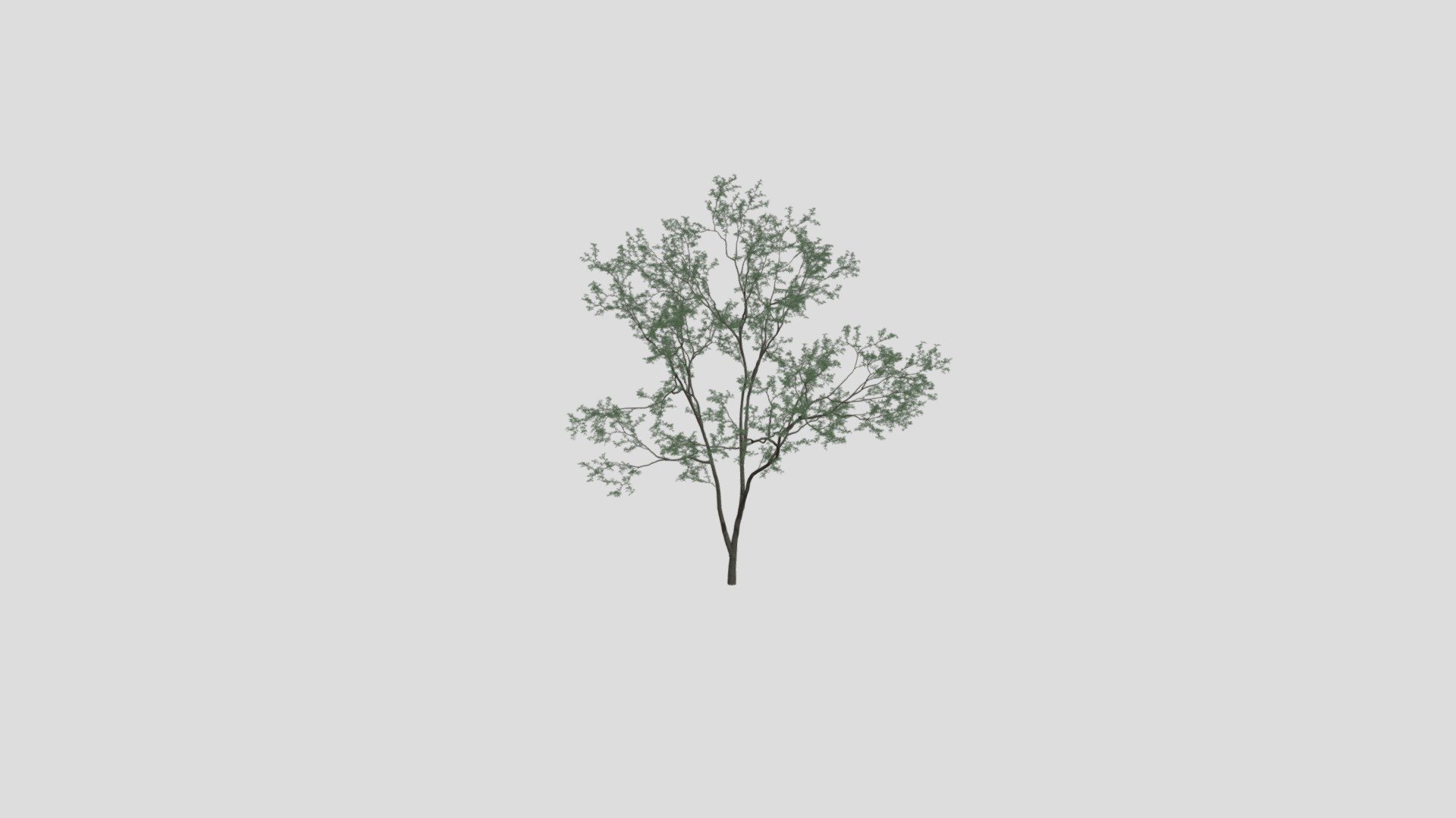 tree 5 AM207 Archmodel - Buy Royalty Free 3D model by Evermotion ...