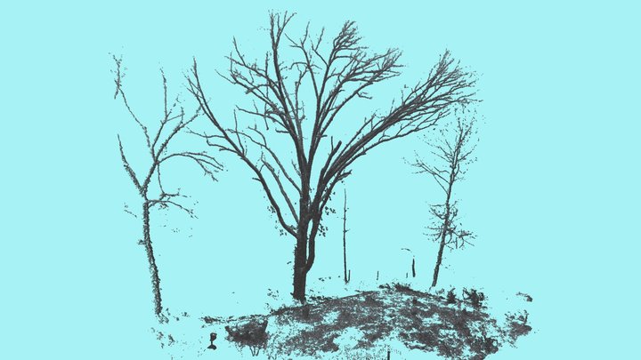 White Oak 3D Model