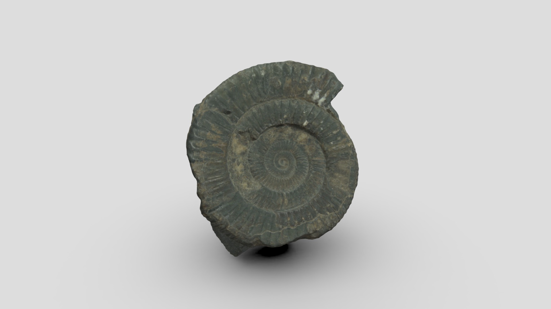 3D model Ammonite RAW - This is a 3D model of the Ammonite RAW. The 3D model is about a stone sculpture of a head.