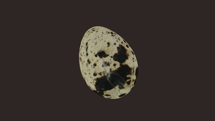 Razorbill Egg 3D Model
