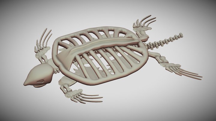 Archelon ischyros Skeleton – Kostenloses 3D-Modell STL