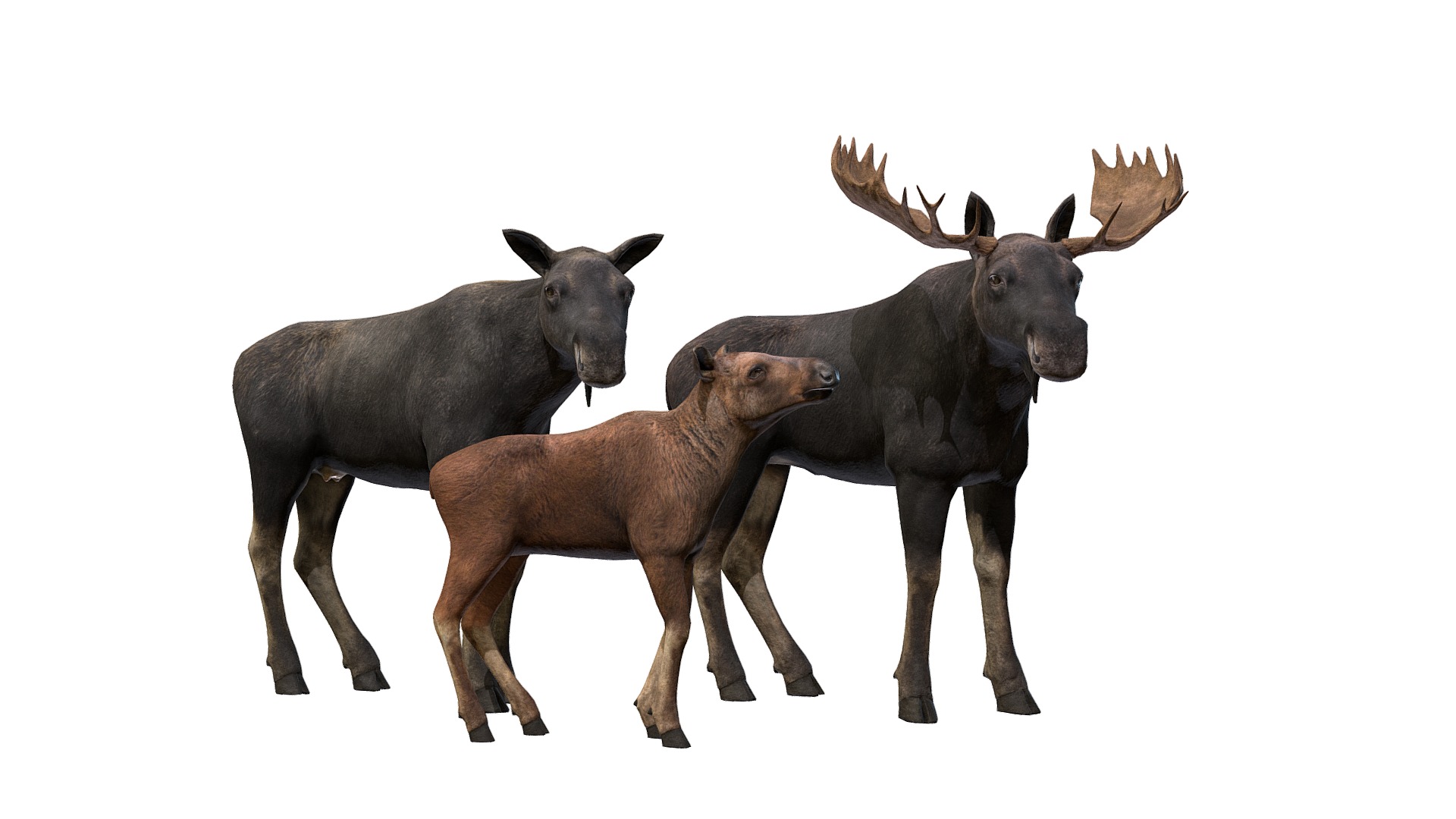 3D model Moose Family - This is a 3D model of the Moose Family. The 3D model is about a group of animals with antlers.